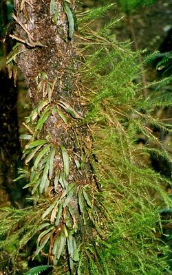 Tree fern stem with moss & fern epiphytes.jpg