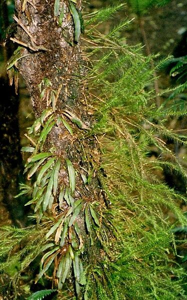 File:Tree fern stem with moss & fern epiphytes.jpg