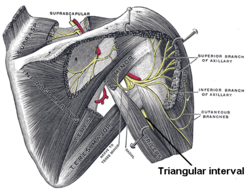 Triangular interval.PNG