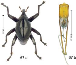 Trigonopterus pseudallotopus (10.3897-zookeys.828.32200) Figure 67.jpg