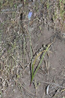 Triteleia grandiflora 9543.JPG