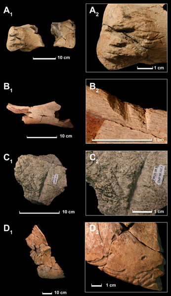File:Tyrannosaurus tooth marks.png
