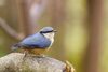 White-tailed Nuthatch Sitta himalayensis perches on a branch, India 2016.jpg