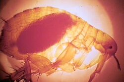 Xenopsylla chepsis (oriental rat flea).jpg