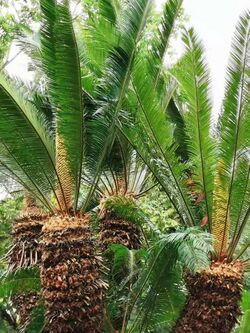 台東蘇鐵Cycas taitungensis 20210416102536 05.jpg