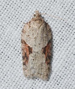 - 3509 – Acleris ptychogrammos (probable) (16991722175).jpg