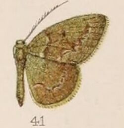 41-Euchloris albidentula=Pseudiodis albidentula (Hampson 1907).JPG