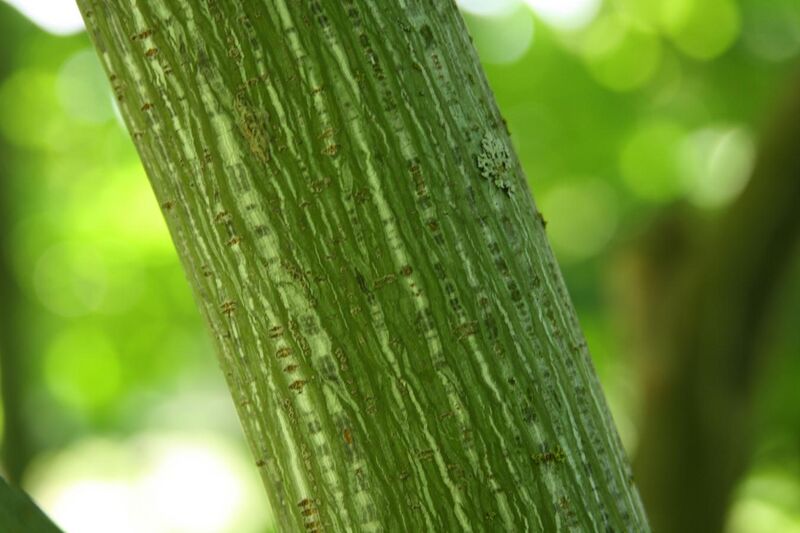File:Acer tegmentosum bark.jpg