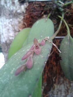Acianthera verecunda.jpg