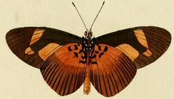 Acraea epaea1.JPG