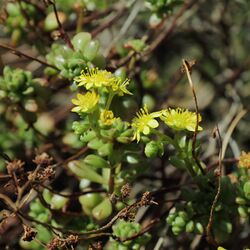 Aeonium sedifolium-IMG 3468.jpg