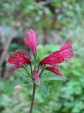 Alstroemeria brasiliensis - Flickr - peganum (1).jpg