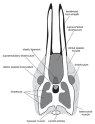 cross-section of a neck vertebra
