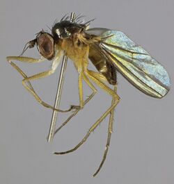 Anepsiomyia flaviventris, North Wales, July 2014 (16276082343).jpg