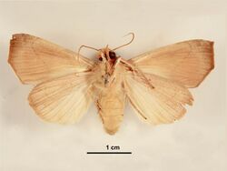 Anomis planalis female ventral.jpg