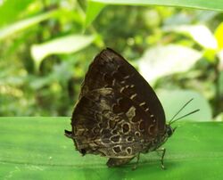 Arhopala bazaloides-Tamil Oakblue.jpg