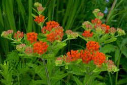 Asclepias tuberosa interior.jpg