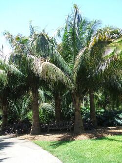 Five young palm trees planted together in a group, with a wooden bench below them: The trunks of the palms are marked with alternative pale and dark rings, and are only one-quarter to one-half the length of the leaves.