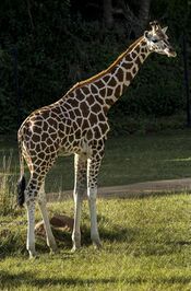 Australia Zoo Giraffe-2 (17998331829).jpg