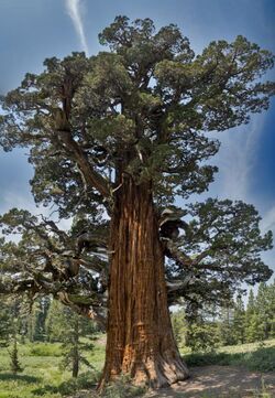 Bennett Juniper south side.jpg