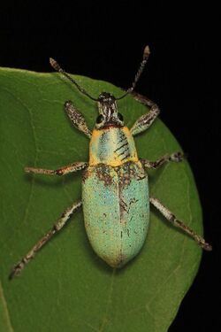 Blue-green Citrus Root Weevil - Pachnaeus litus, Crocodile Lake National Wildlife Refuge, Key Largo, Florida.jpg