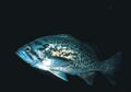 Bluerockfish 300.jpg