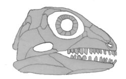 Bolosaurus.jpg