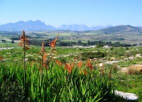 Bracken Nature Reserve Cape Town South Africa.jpg