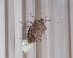 Brown marmorated stink bug laying eggs.jpg