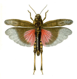 Bryodemella (Bryodemella) tuberculata tuberculata (Fabricius, 1775) female.png