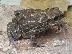 Bufo peltocephalus01.jpg