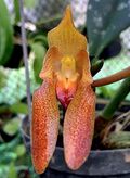 Bulbophyllum Cootesii Raabbustamante - cropped.jpg
