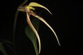 Bulbophyllum klabatense subsp. sulawesii (Garay, Hamer & Siegerist) J.J.Verm. & P.O'Byrne, Bulbophyllum Sulawesi 54 (2011) (49868845707).jpg