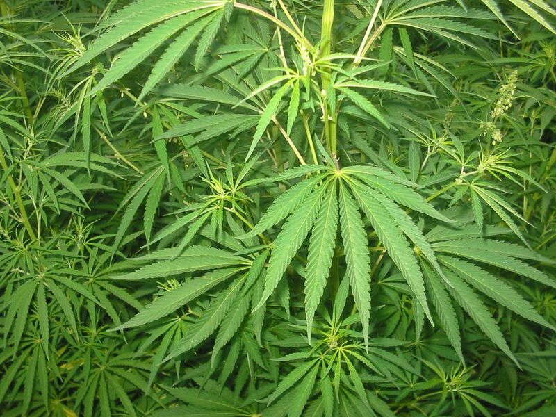 File:Cannabis 01 bgiu.jpg