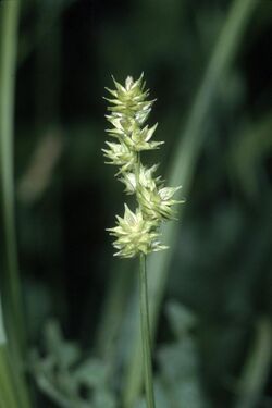 Carex sparganioides NRCS-1.jpg