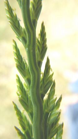 Catapodium marinum inflorescence (2).jpg
