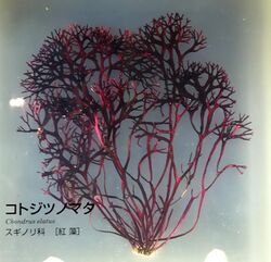 Chondrus elatus - National Museum of Nature and Science, Tokyo - DSC07637.JPG