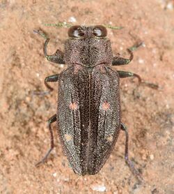 Chrysobothris sexsignata (49899222506).jpg