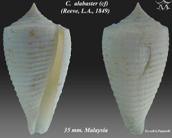 Conus alabaster 1.jpg