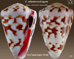 Conus atlanticoselvagem 1.jpg