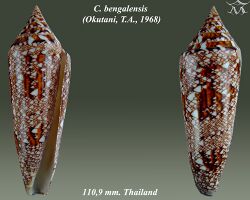 Conus bengalensis 2.jpg