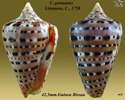 Conus genuanus 3.jpg