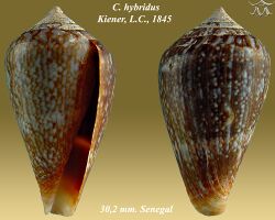 Conus hybridus 1.jpg