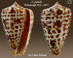 Conus jickelii 1.jpg