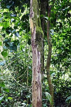 Craterispermum montanum à São Tomé (4).jpg