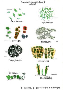 Cyanobacteriaunicellularandcolonial020.jpg