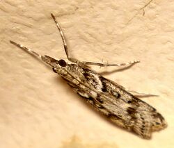 DSC09286 British Moths Crambidae Scopariinae Eudonia angustea.jpg