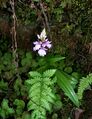 Dactylorhiza foliosa 1 web.jpg