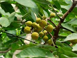 Dysoxylum-gaudichaudianum-SF22171-05.jpg