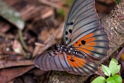 Edwards’ forester (Euphaedra edwardsii).jpg